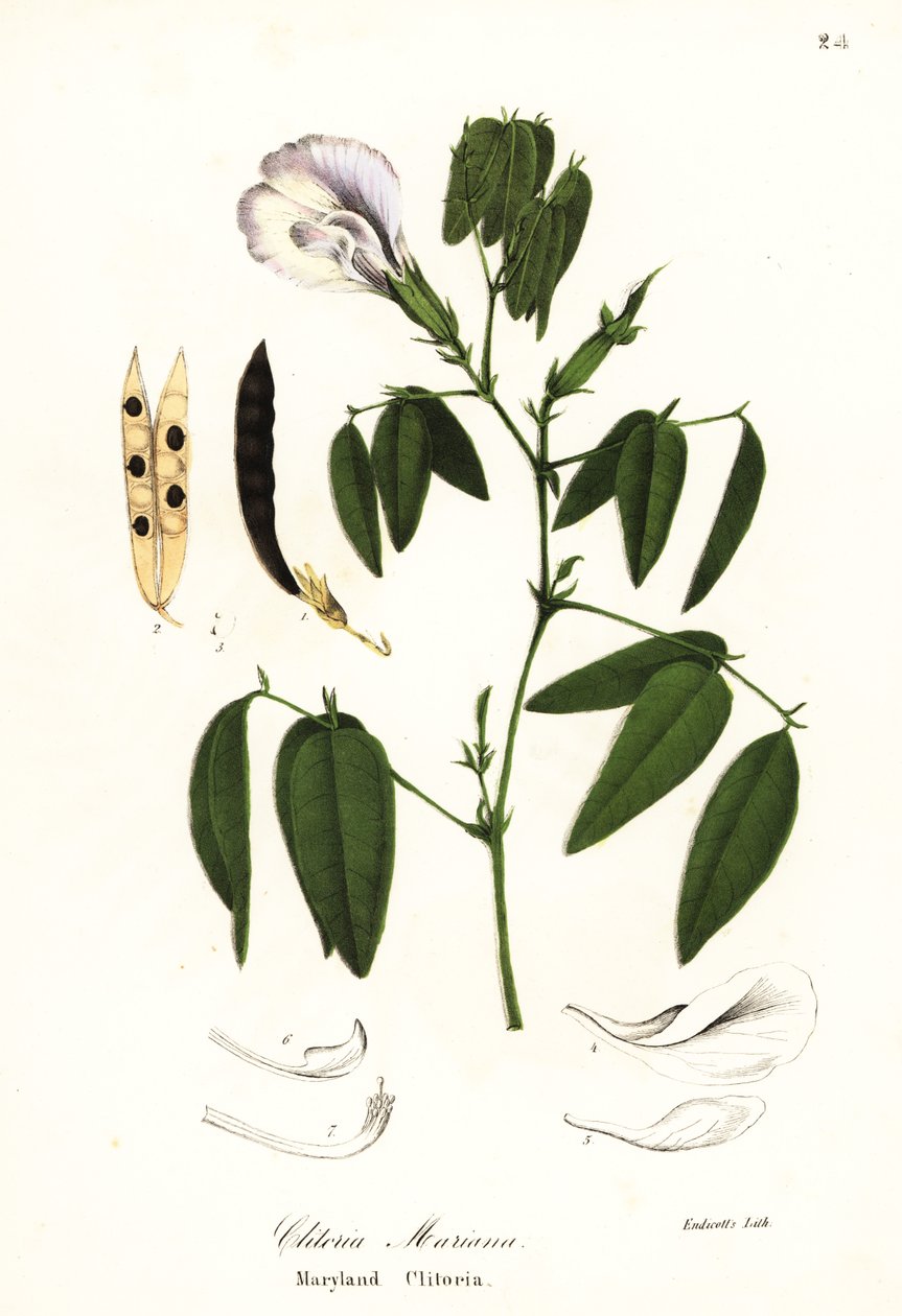 Perhosherne, atlantin kyyhkynen siivet tai Marylandin klitoria, Clitoria mariana tekijältä Endicott Endicott