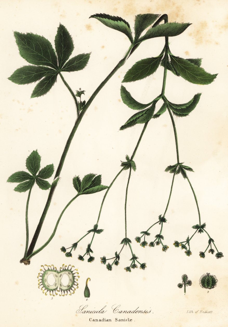 Canadian Blacksnakeroot tai Canadian Sanicle, Sanicula canadensis tekijältä Endicott Endicott