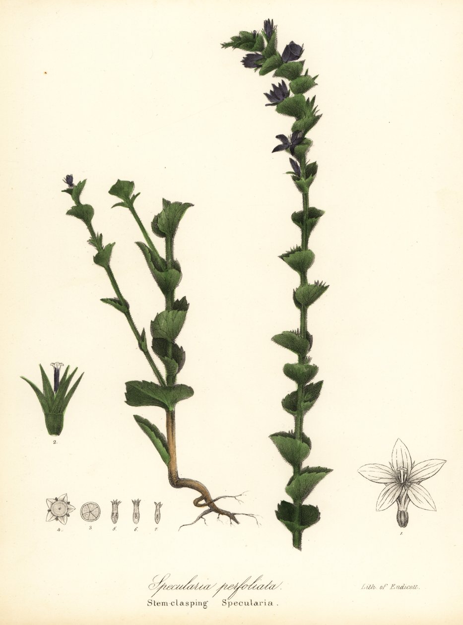 Venuksen silmälasi- tai sulkukello, Triodanis perfoliata (Stem-clasping specularia, Specularia perfoliata) tekijältä Endicott Endicott