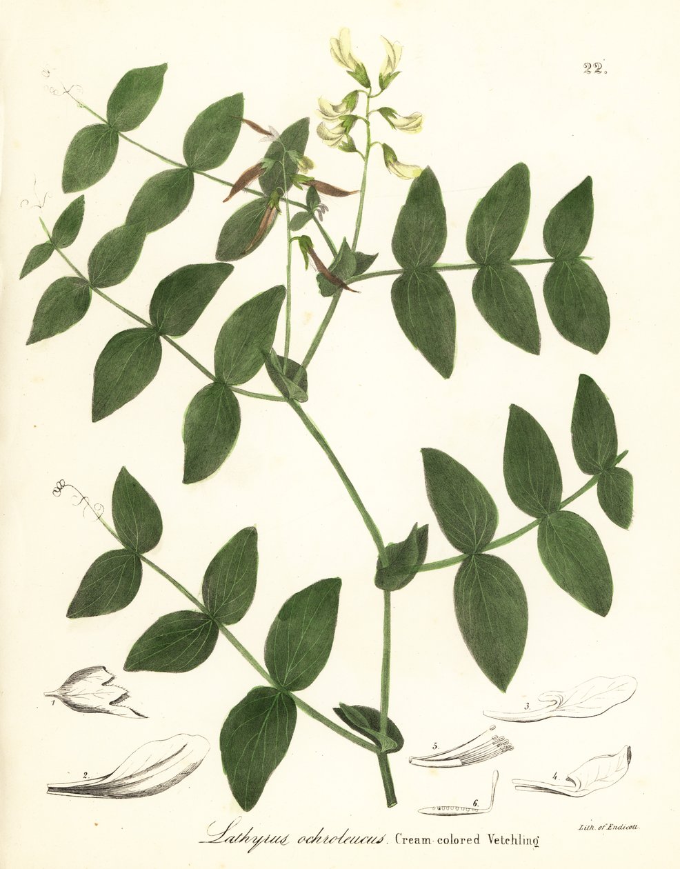 Kermaherne tai kermanvärinen virna, Lathyrus ochroleucus tekijältä Endicott Endicott