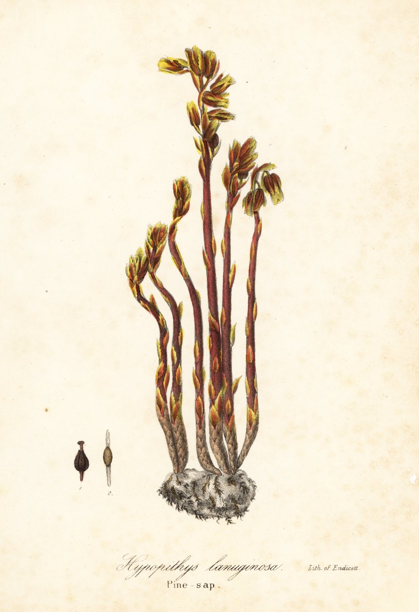 Hollanninpiippu, tekopyökpisarat, pinesap tai keltainen linnunpesä, Monotropa hypopitys (Pine-sap, Hypopithys lanuginosa) tekijältä Endicott Endicott
