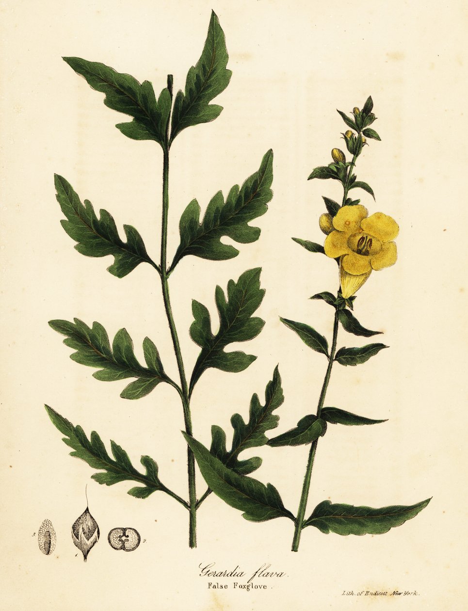 Väärä kettukäsine, Aureolaria flava (Gerardia flava) tekijältä Endicott Endicott