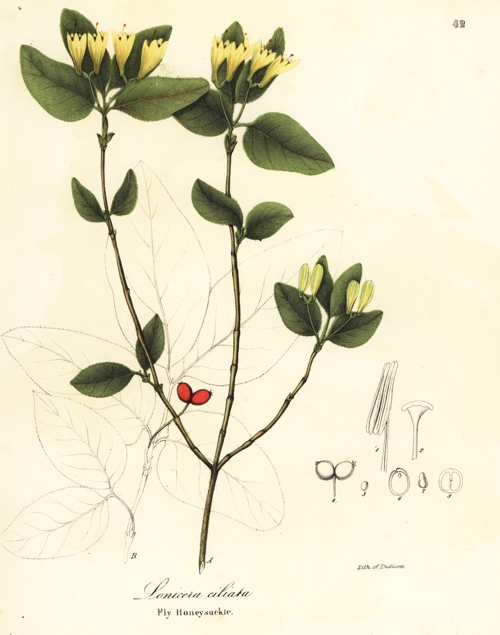 Kärpäsen kuusama, Lonicera ciliata tekijältä Endicott Endicott