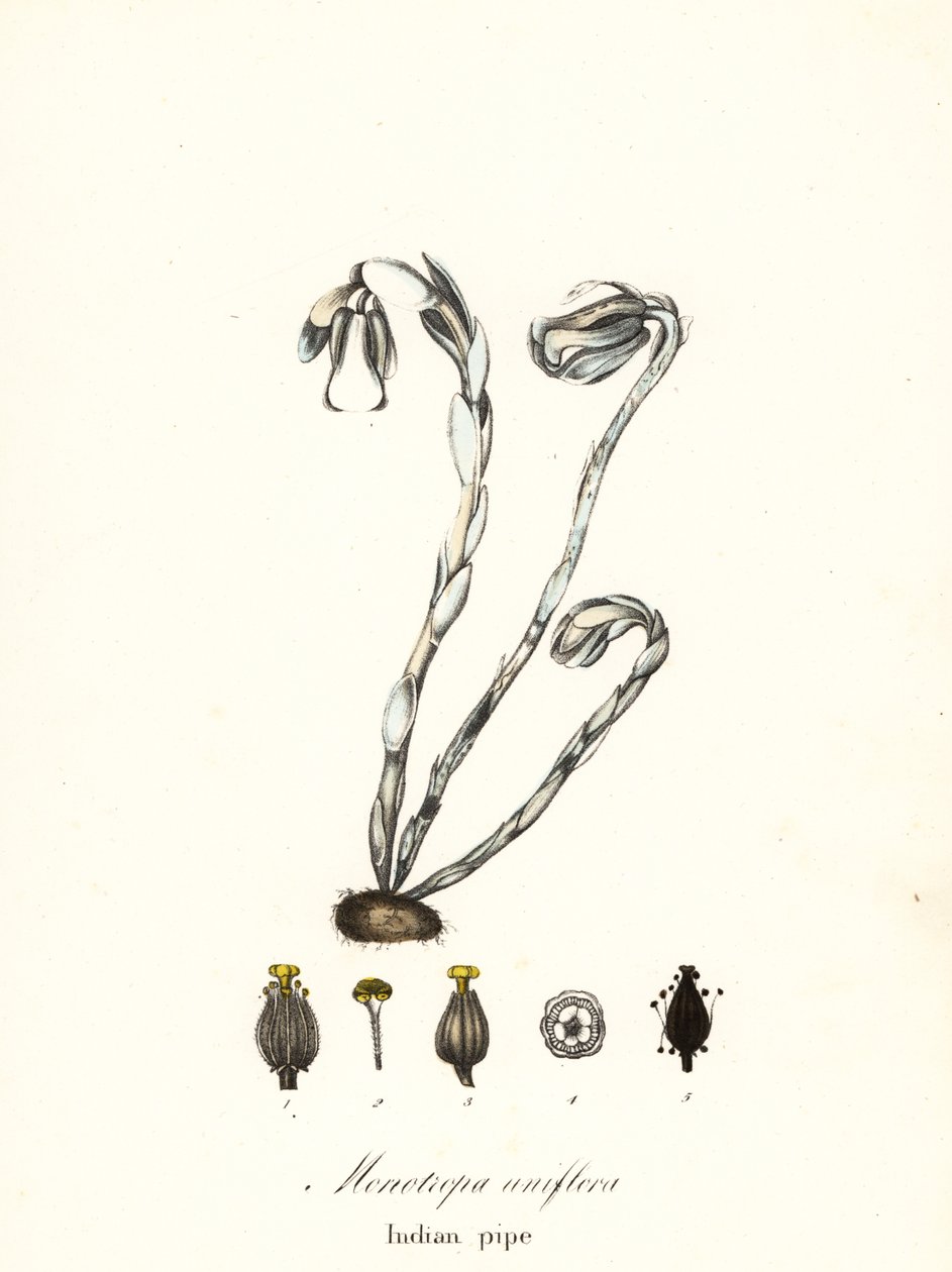 Aavekasvi, haamupiippu, intialainen piippu- tai ruumiikasvi, Monotropa uniflora tekijältä Endicott Endicott