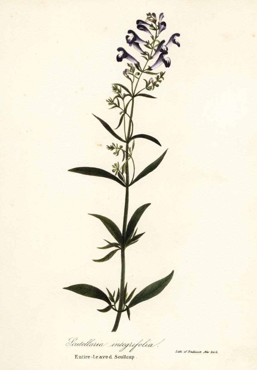 kypäräkukka, kypärän pääkallo tai kokolehtinen scullcap, Scutellaria integrifolia tekijältä Endicott Endicott