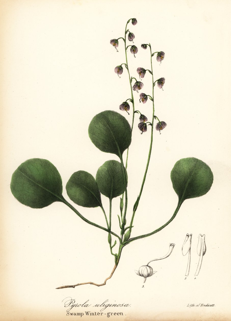 Maksalehtinen talvivihreä, suon talvivihreä tai vaaleanpunainen talvivihreä, Pyrola asarifolia (Suon talvivihreä, Pyrola uliginosa) tekijältä Endicott Endicott