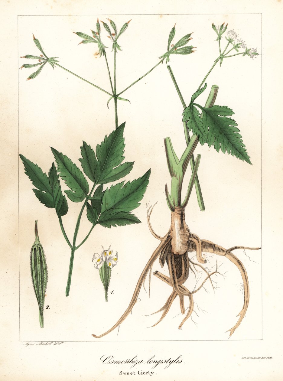 Pitkämuotoinen sweet-cicely, longstyle sweetroot tai sweet cicely, Osmorhiza longistylis tekijältä Endicott Endicott