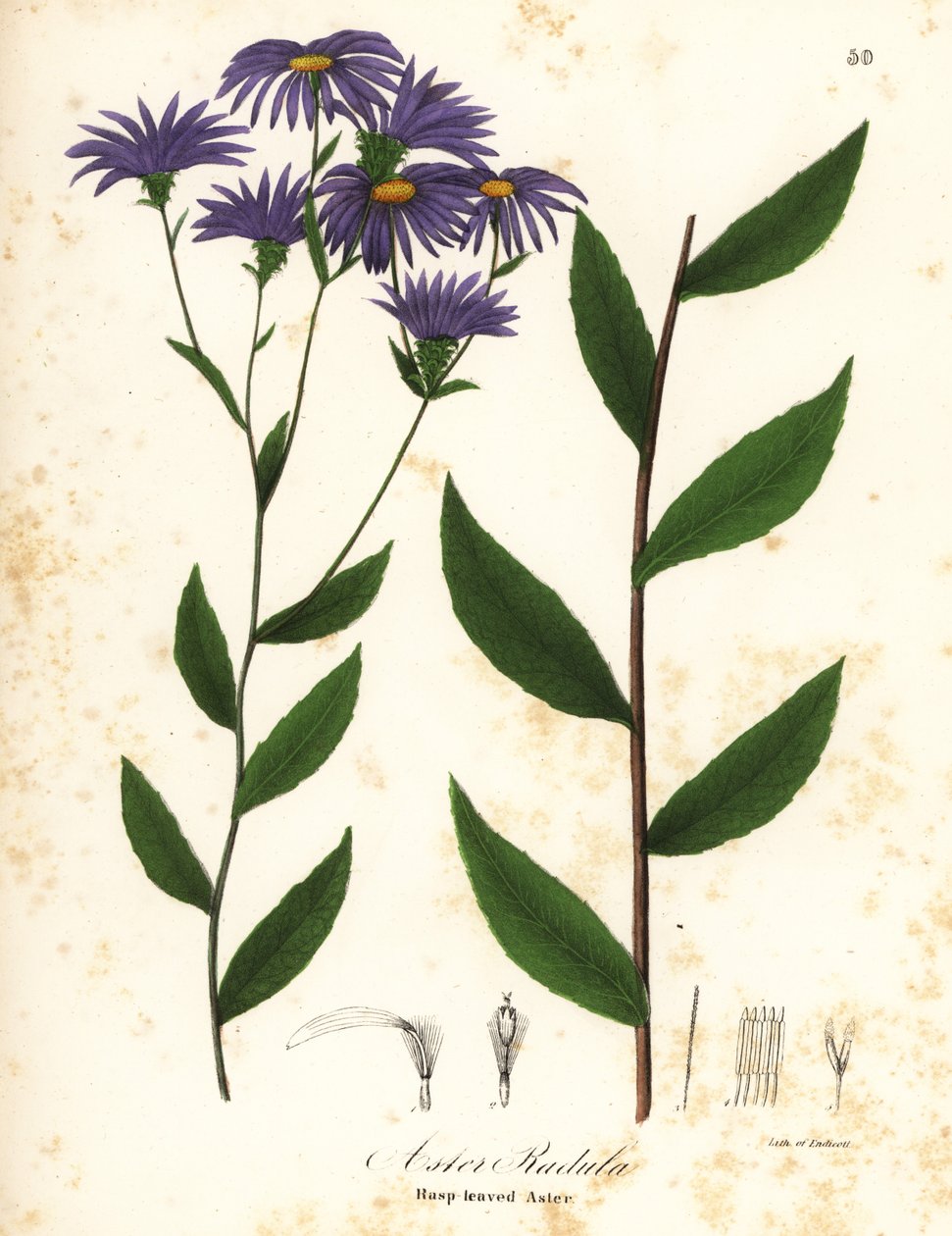Matala karkea asteri tai karkea puuasteri, Eurybia radula (raspilehtinen asteri, Aster radula) tekijältä Endicott Endicott