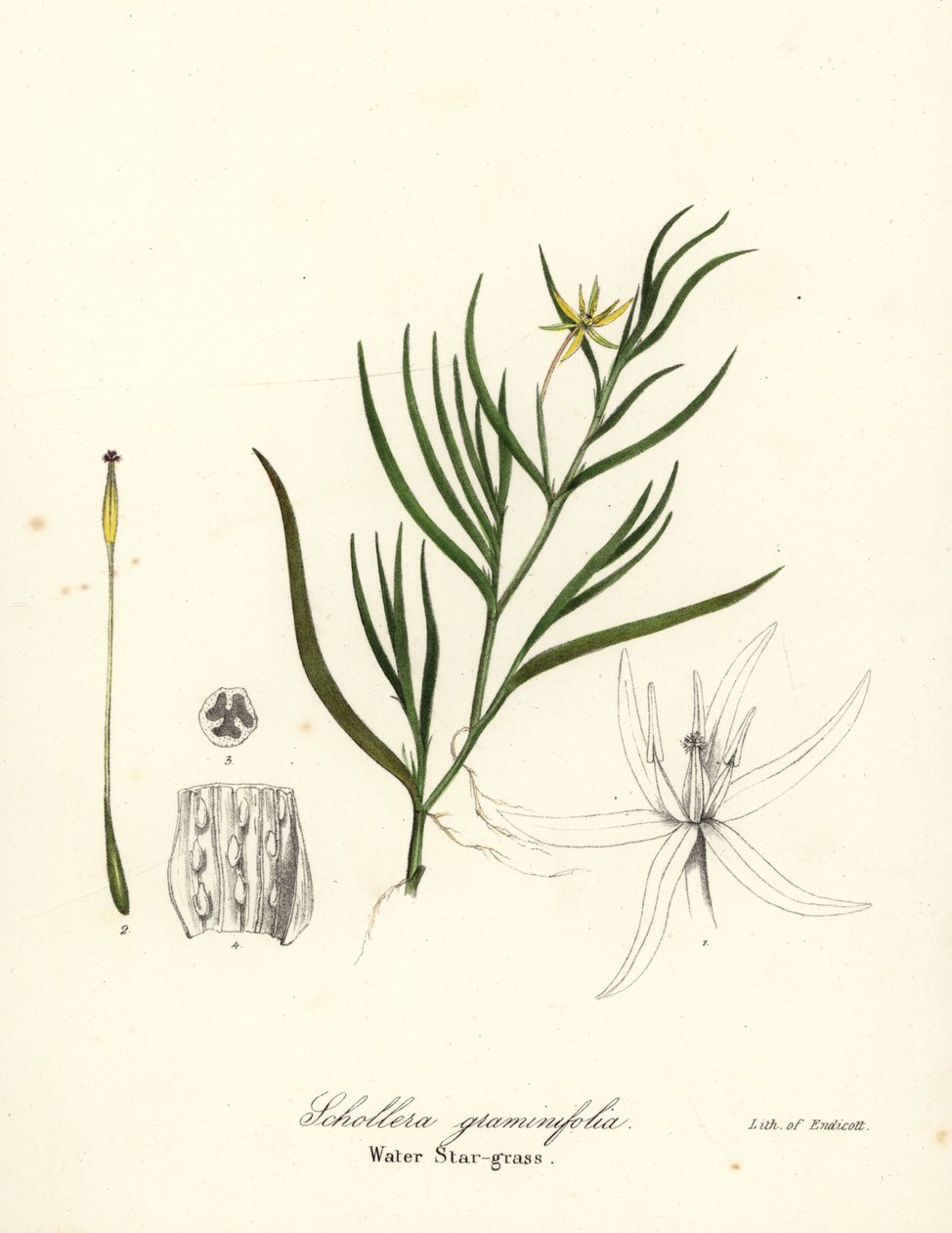 Mutajauho tai vesihyasintti, Heteranthera dubia (vesitähtiruoho, Schollera graminifolia) tekijältä Endicott Endicott