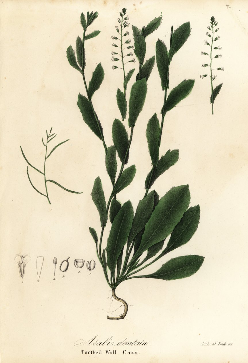 Murbeckiella pinnatifida (hammaskrassi, Arabis dentata) tekijältä Endicott Endicott