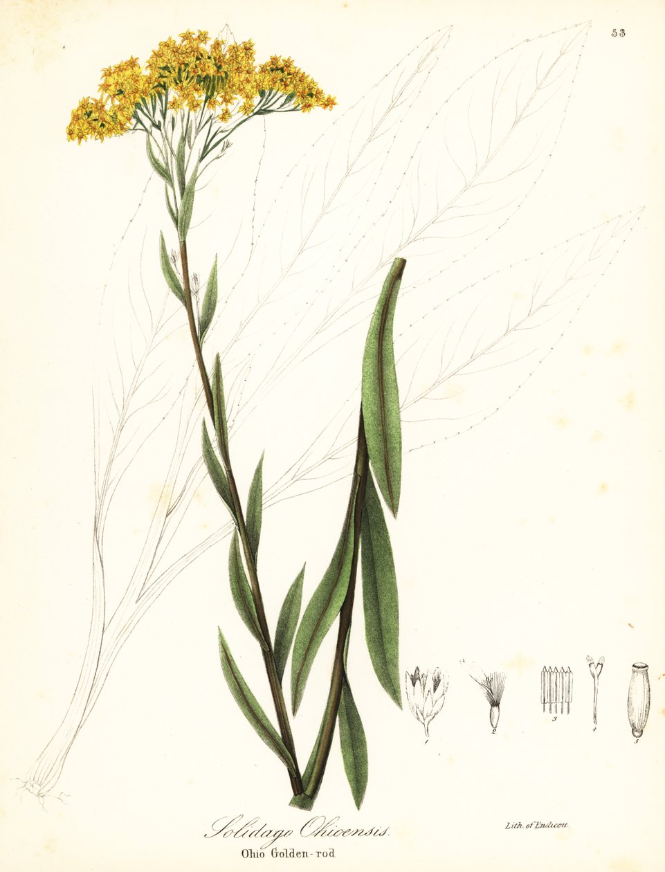 Ohion kultapiippu, Solidago ohioensis tekijältä Endicott Endicott