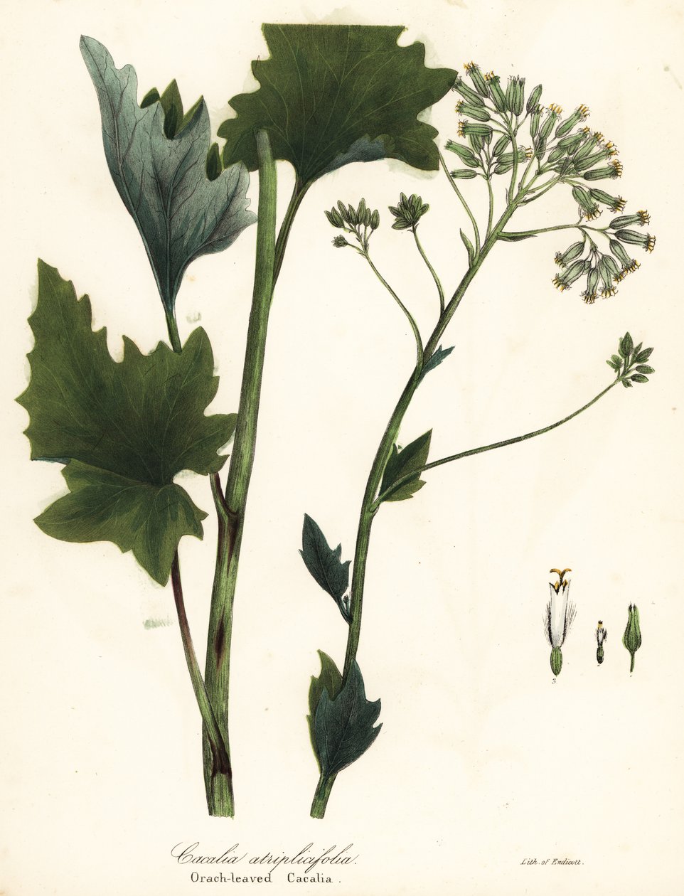 Vaalea intialainen jauhobanaani, Arnoglossum atriplicifolium (appelsiinilehtinen cacalia, Cacalia atriplicifolia) tekijältä Endicott Endicott