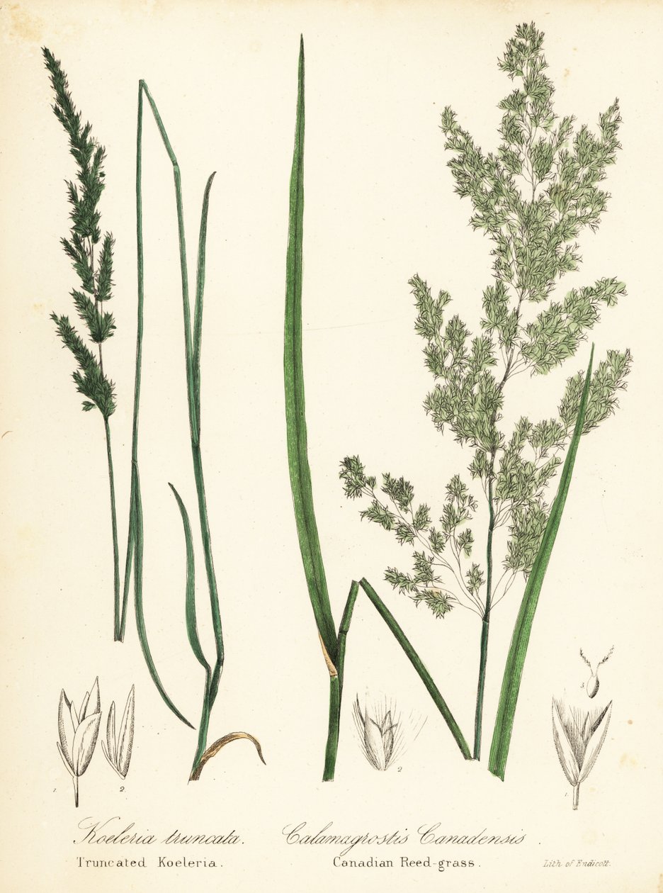 Prairie Wedgescale, Sphenopholis obtusata ja kanadalainen ruokoheinä, Calamagrostis canadensis tekijältä Endicott Endicott