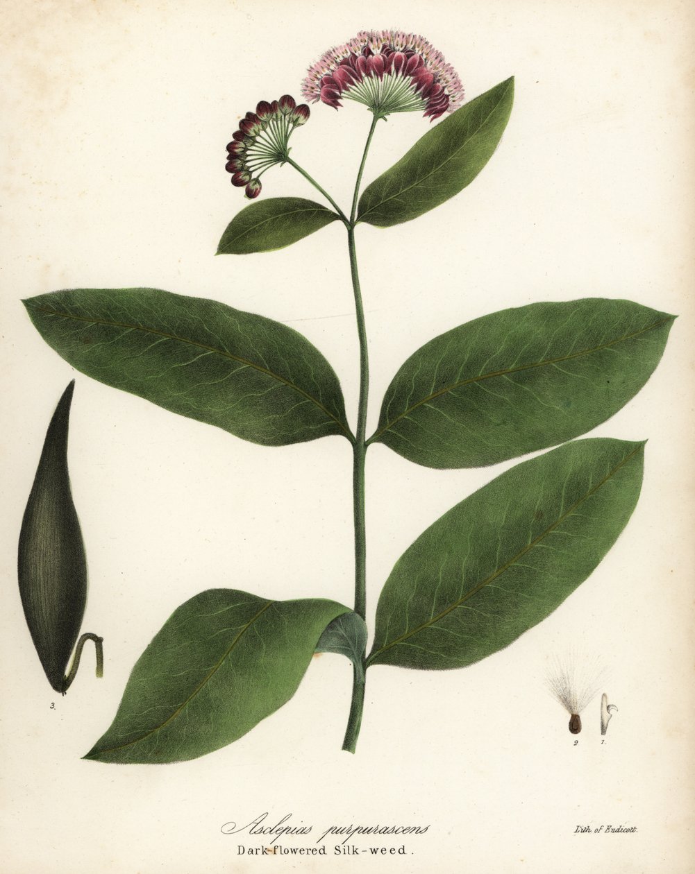 Purppurainen maitoruoho tai tummakukkainen silkkiruoho, Asclepias purpurascens tekijältä Endicott Endicott