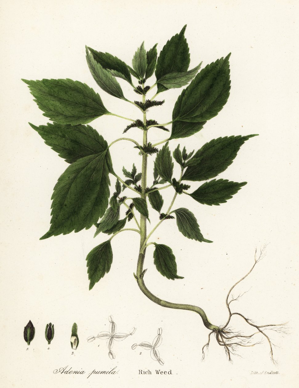 Runsas rikkaruoho, Adenia pumila (Collinsonia canadensis?) tekijältä Endicott Endicott