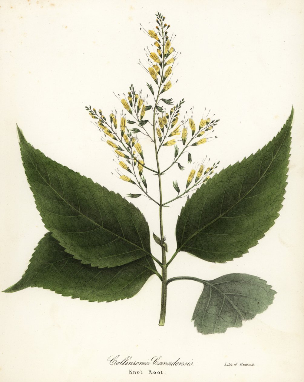 Richweed tai oksajuuri, Collinsonia canadensis tekijältä Endicott Endicott