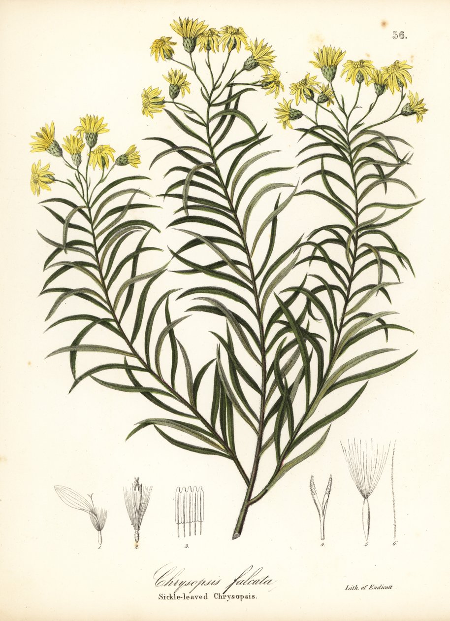 Sirppilehtinen silkkiruoho tai sirppilehtinen kultainen asteri, Pityopsis falcata (Sirppilehtinen chrysopsis, Chrysopsis falcata) tekijältä Endicott Endicott