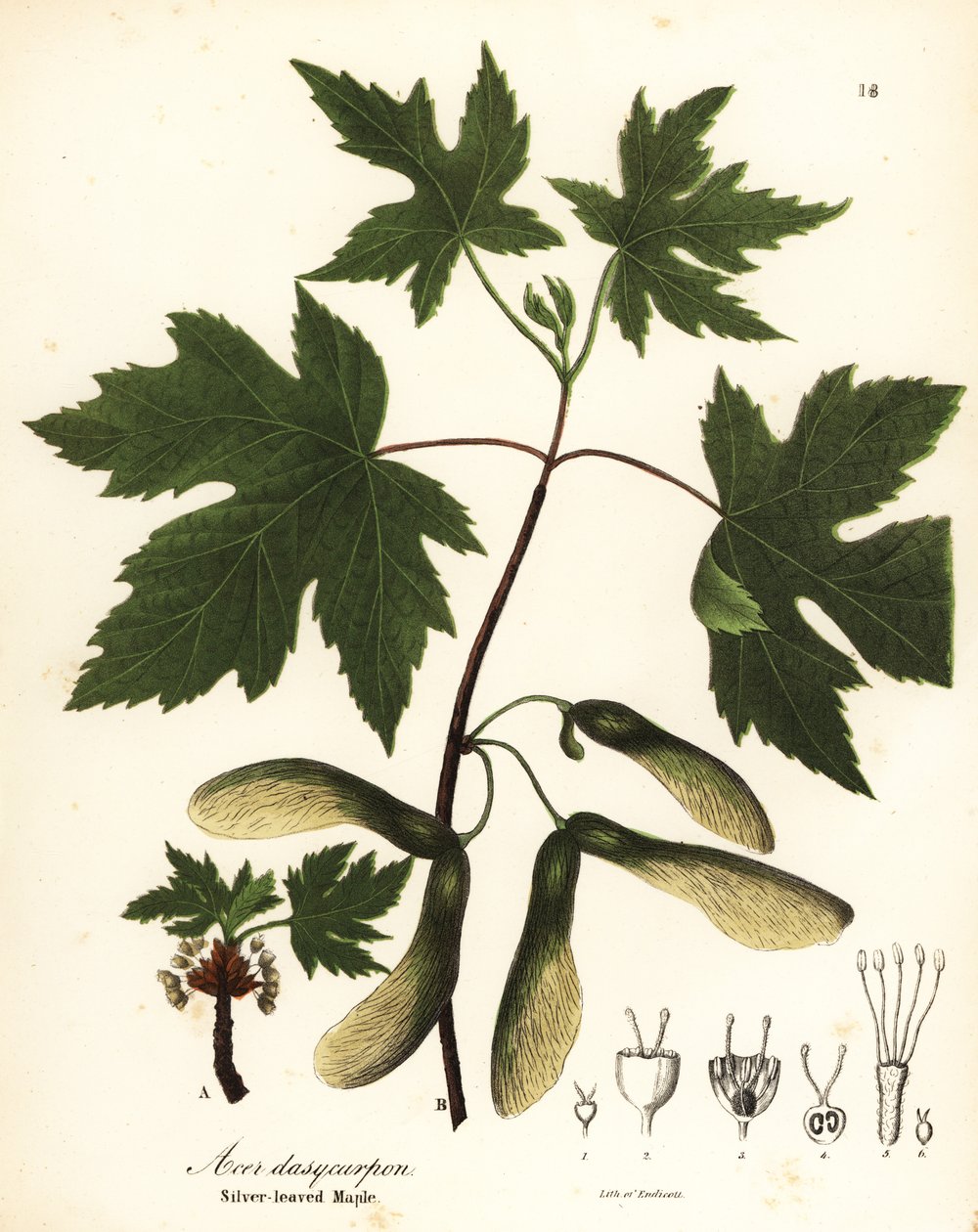 Hopeavaahtera, Acer saccharinum (hopealehtinen vaahtera, Acer dasycarpum) tekijältä Endicott Endicott
