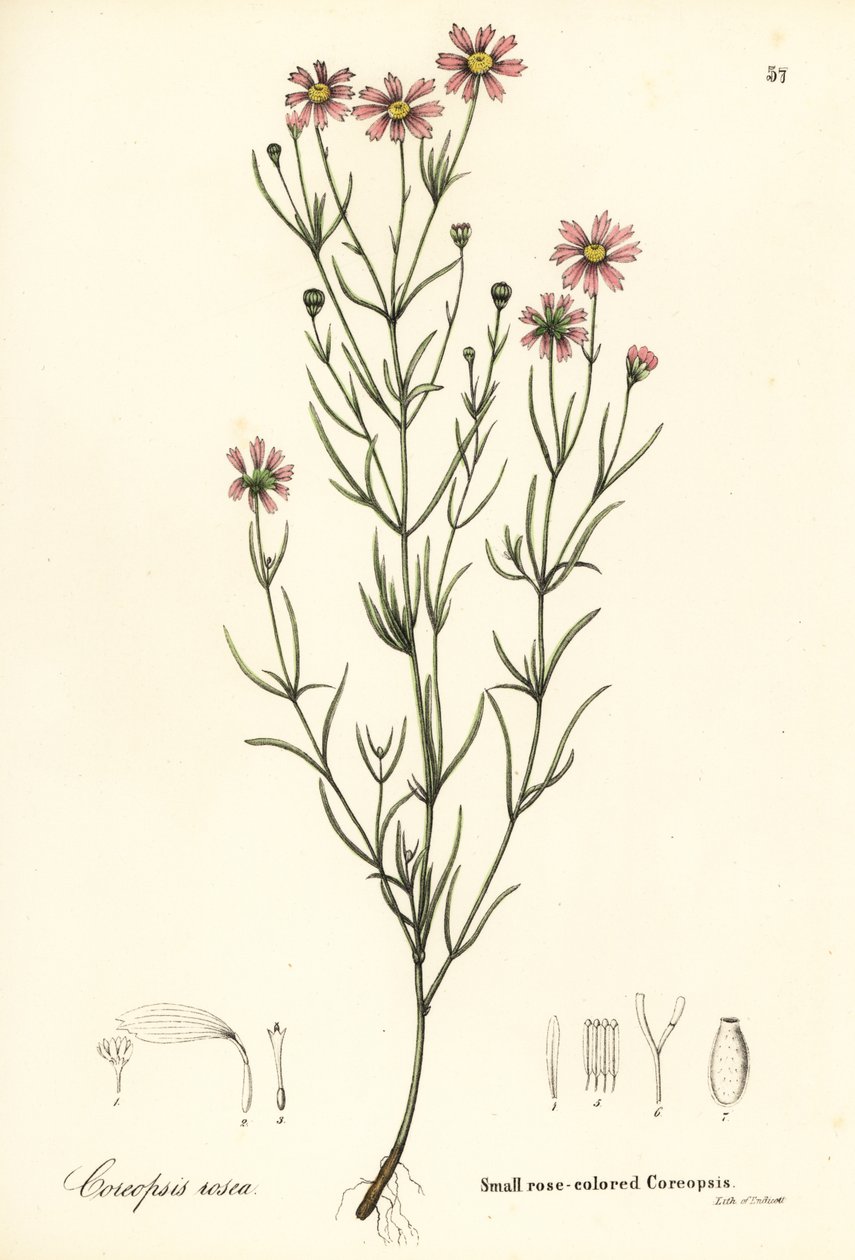 Pieni ruusunvärinen coreopsis, Coreopsis rosea tekijältä Endicott Endicott