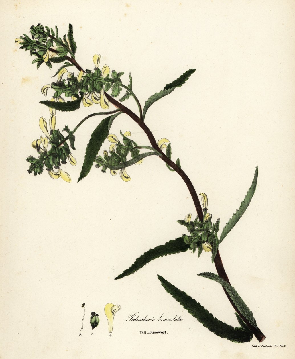 Korkea täi- tai suotäiheinä, Pedicularis lanceolata tekijältä Endicott Endicott