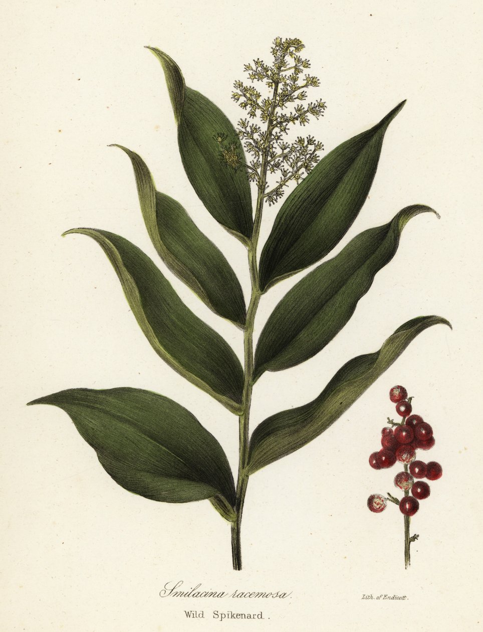Treacleberry, Maianthemum racemosum (Wild Spikenard, Smilacina racemosa) tekijältä Endicott Endicott