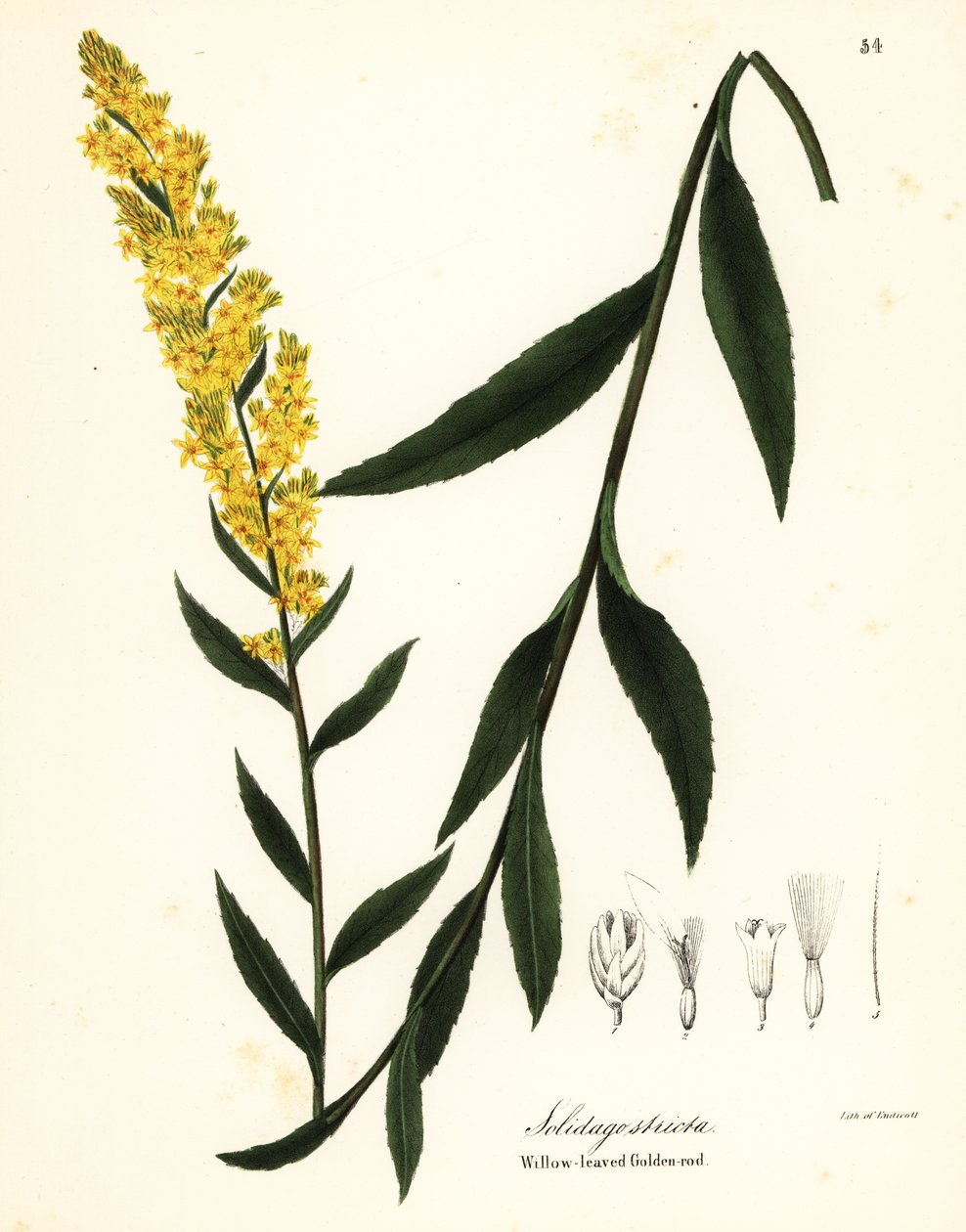 Kultasauva, pajunlehtinen kultavippu tai pajulehtinen kultavippu, Solidago stricta tekijältä Endicott Endicott