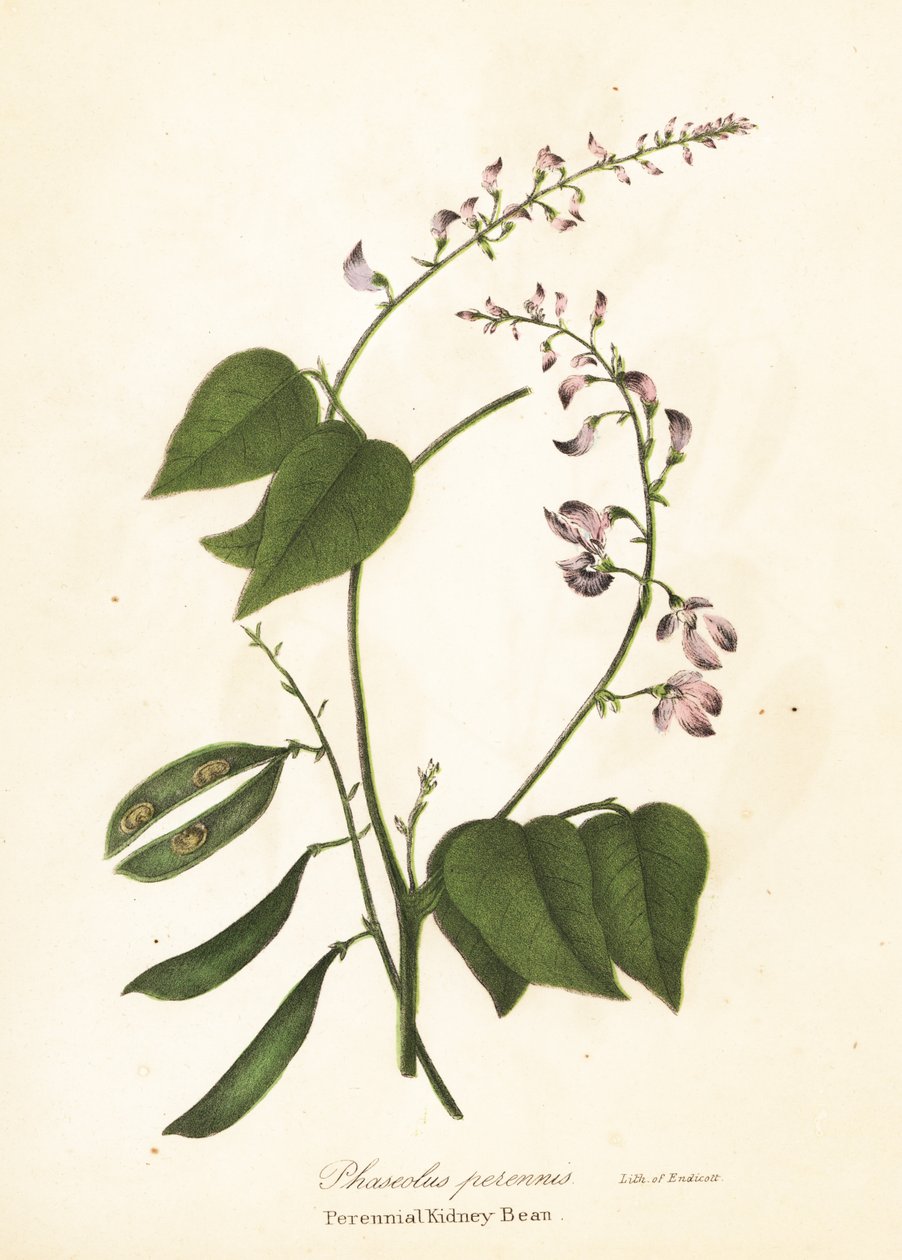 Villi munuaispapu, Phaseolus polystachios (monivuotinen munuaispapu, Phaseolus perennis) tekijältä Endicott Endicott