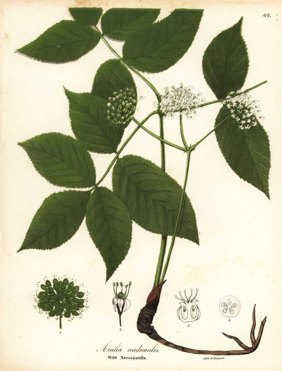 Villi sarsaparilla, Aralia nudicaulis tekijältä Endicott Endicott