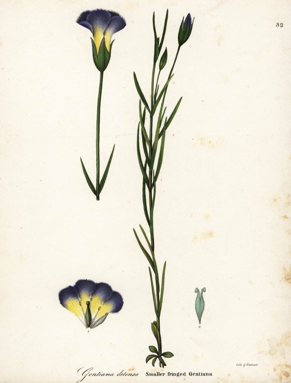 Tuulimyllyn hapsuinen gentian, Gentianopsis detonsa (Pienihapsuinen gentiana, Gentiana detonsa) tekijältä Endicott Endicott