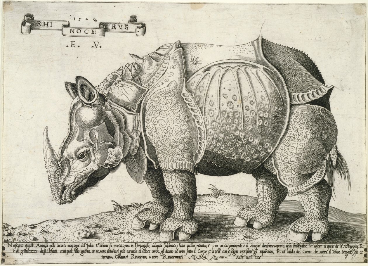 Sarvikuono, 1548 tekijältä Enea Vico