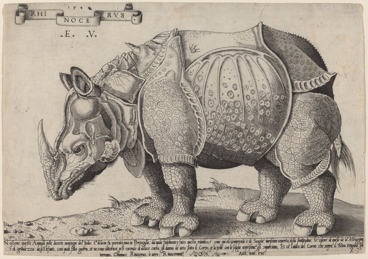 Sarvikuono tekijältä Enea Vico after Albrecht Dürer