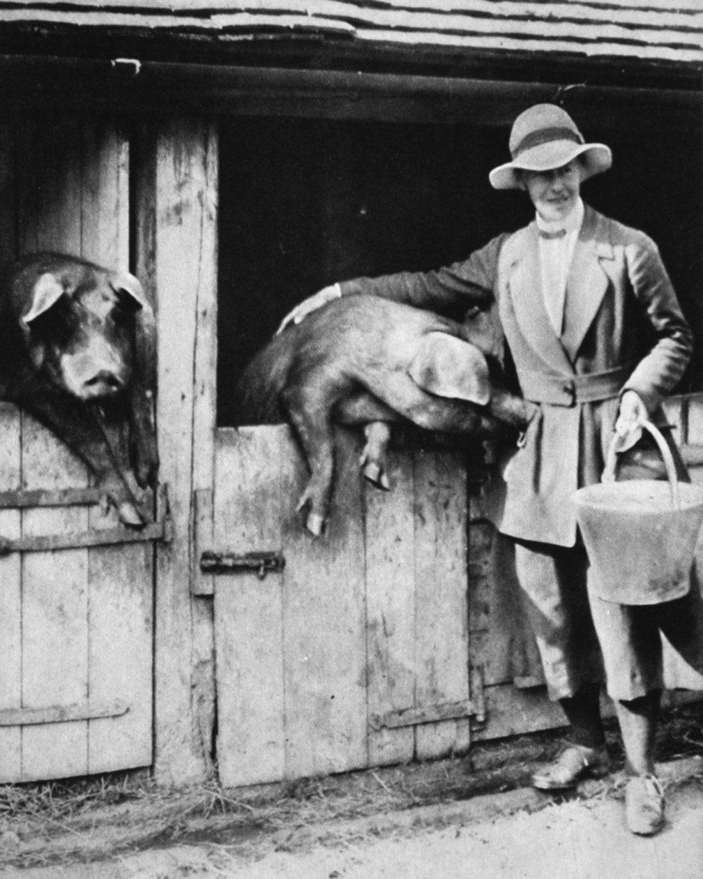 Tuomareiden tytär, joka työskentelee uskollisesti Sussexin kaukana: Miss Trayner ruokkii sikoja, The Illustrated War News, 26. heinäkuuta 1916 tekijältä English Photographer