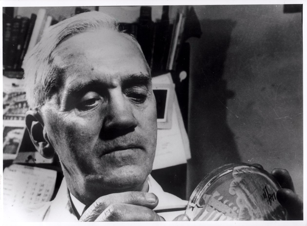 Alexander Fleming (1881-1955) n. 1945 tekijältä English Photographer
