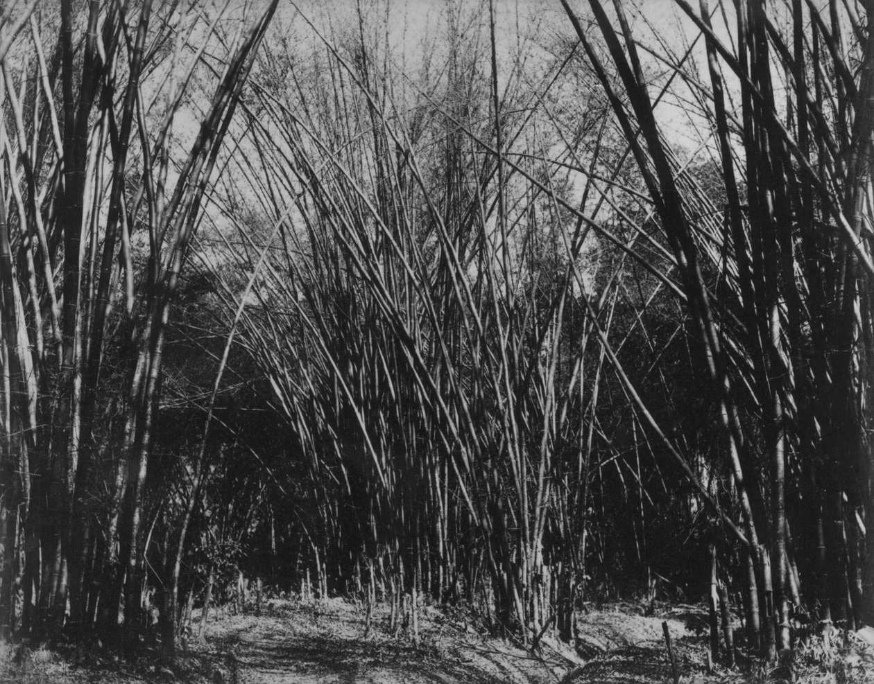 Bamboo Clump, Trinidad, n. 1891 tekijältä English Photographer