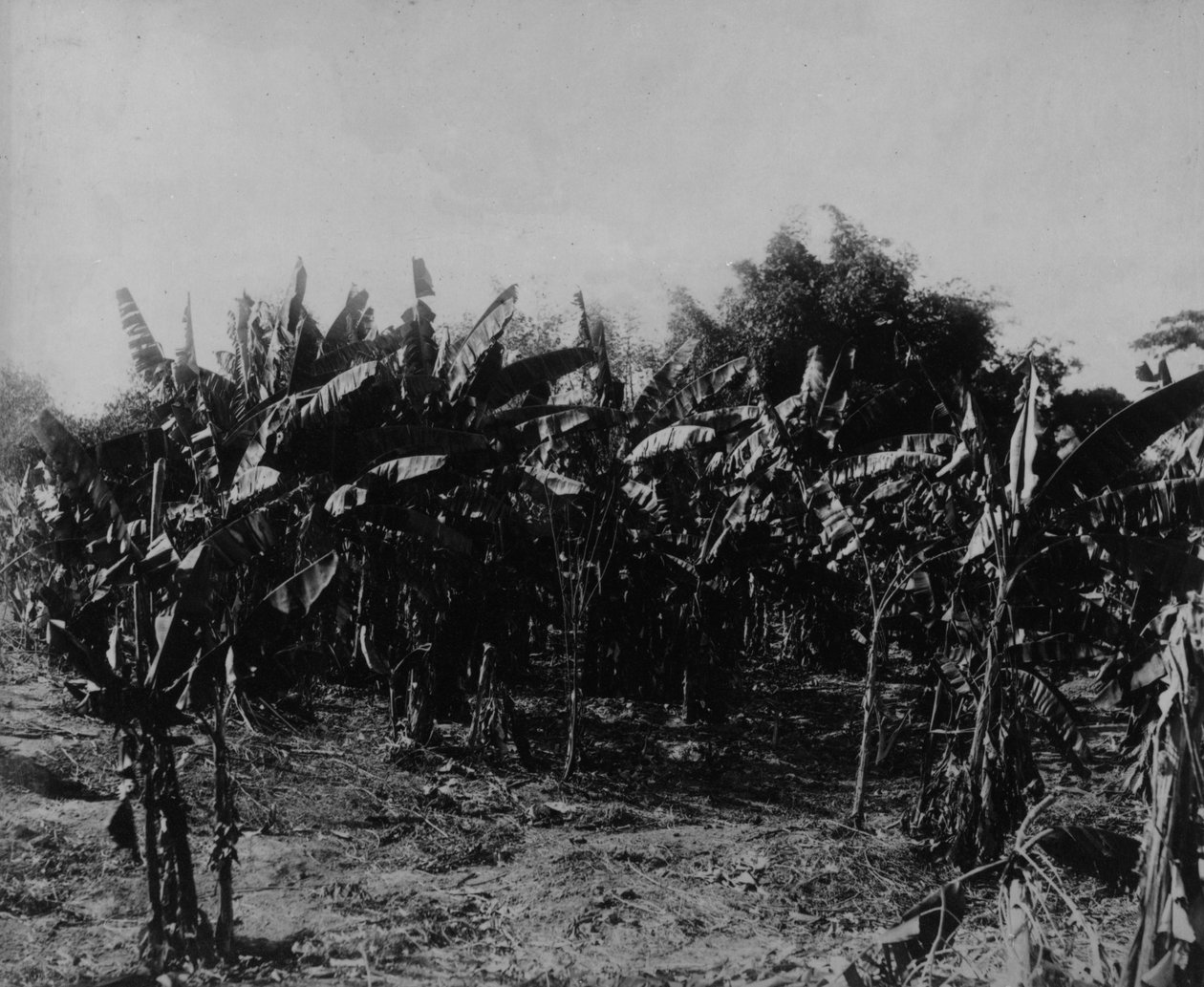Banaanin viljely, Trinidad, n. 1891 tekijältä English Photographer