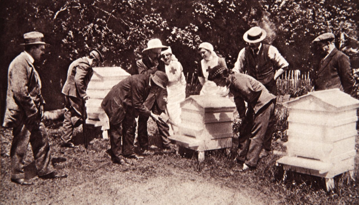 Mehiläishoitokoulutus Lord Eglintonsin suunnitelman mukaisesti: kaasutus, The Illustrated War News, 5. heinäkuuta 1916 (seepiakuva) tekijältä English Photographer