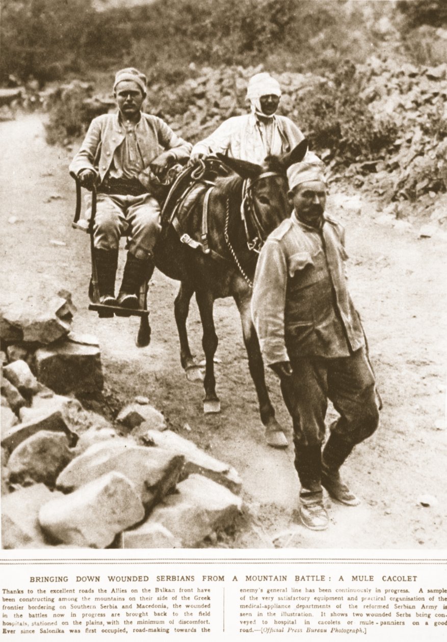 Haavoittuneiden serbien tuominen alas vuoristotaistelusta: muulikakoletti, kuvitus The Illustrated War Newsista, syyskuu 1916 (seepiakuva) tekijältä English Photographer