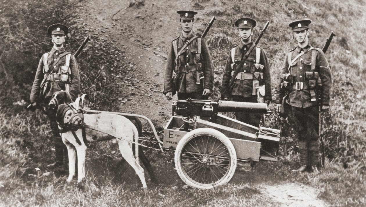 Brittiarmeija käytti koiria vetääkseen konekiväärin ensimmäisen maailmansodan aikana, The Illustrated War News, 1915 tekijältä English Photographer