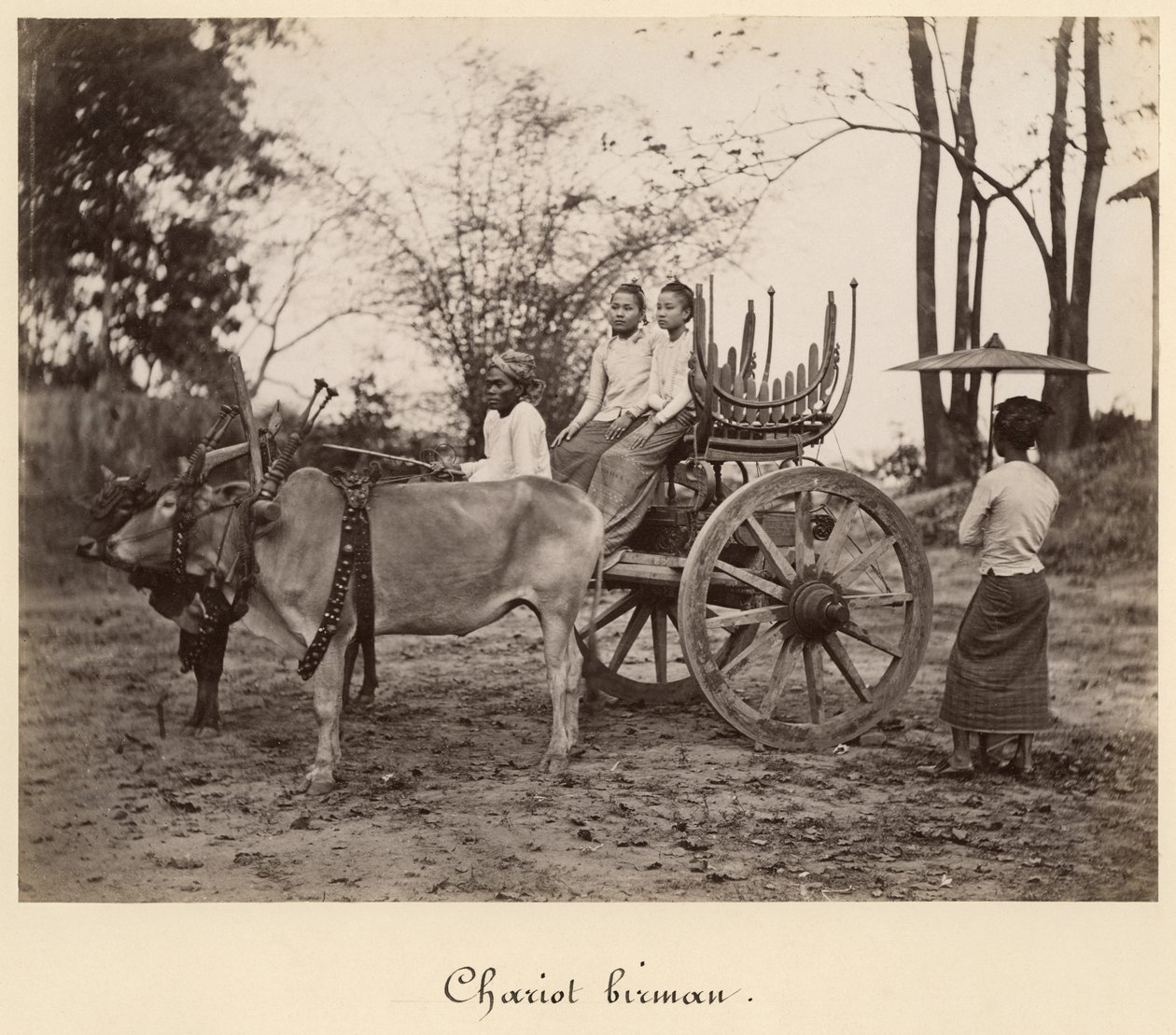 Kahden härän vetämä kärry Mandalayssa, Burmassa, n. 1885 (albumiiniprintti lasinegatiivista) tekijältä English Photographer