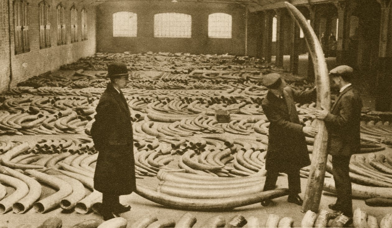 Ivory London Docksin kaupassa (seepiakuva) tekijältä English Photographer