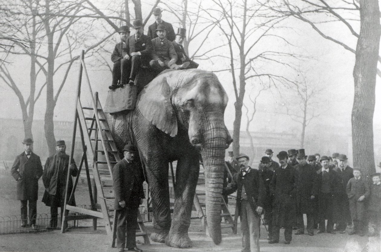 Jumbo ratsastuskäytävällä ZSL London Zoo, luultavasti maaliskuussa 1882. tekijältä English Photographer