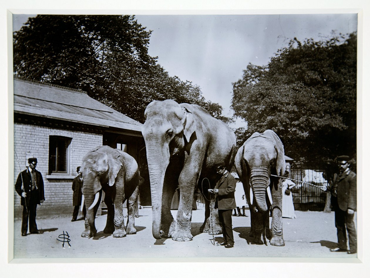 Jumbo the Elephant Lontoon eläintarhassa, 1870-luku tekijältä English Photographer