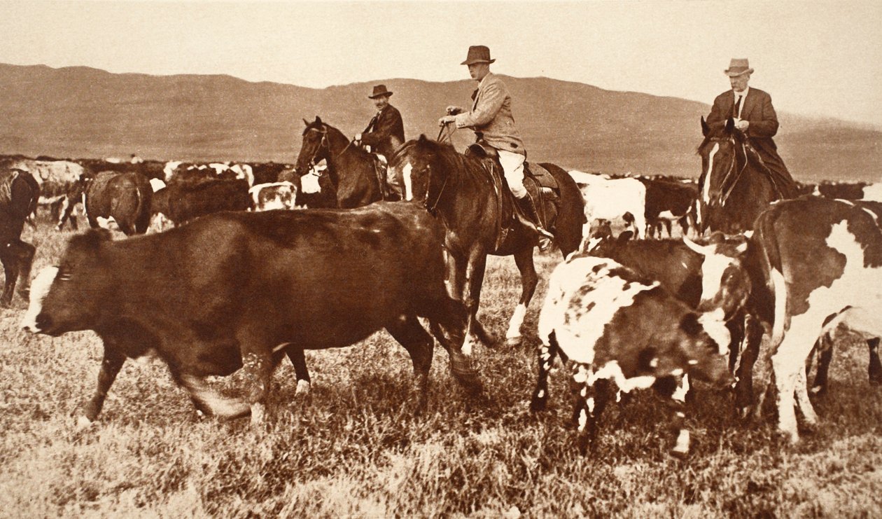Kuningas Edward VIII karjan kokoaminen Albertassa, Kanadassa, 1920-luku tekijältä English Photographer