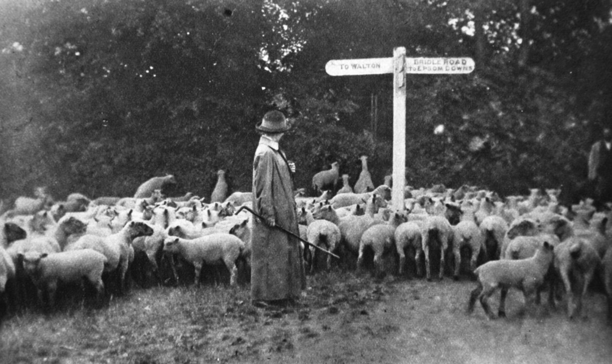 Kuvankaunis sotatyö: Lady Shepherd, The Illustrated War News, 5. heinäkuuta 1916 tekijältä English Photographer