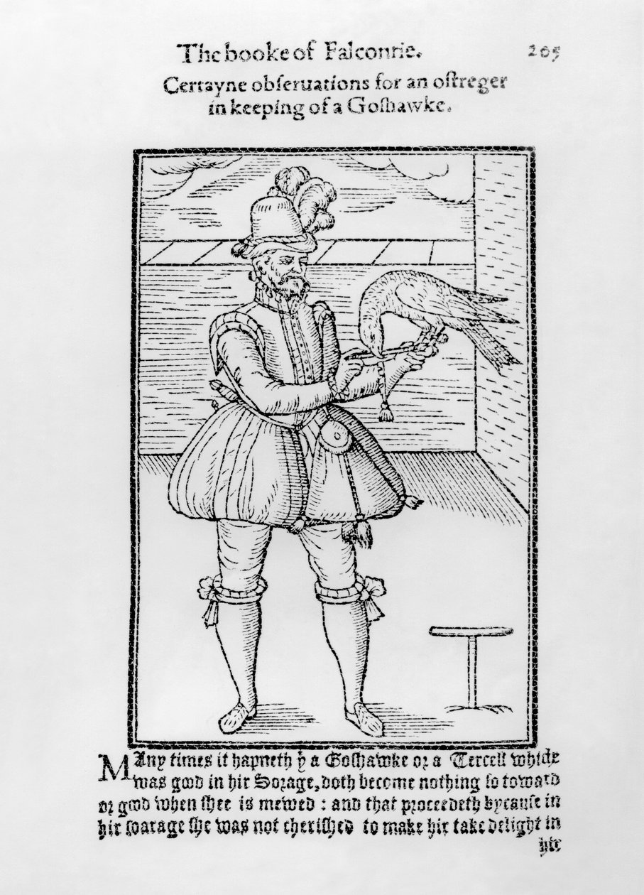 Haukkametsästäjä haukkahaukkansa kanssa, kuvitus kirjasta "The Book of Falconry" tekijältä English School