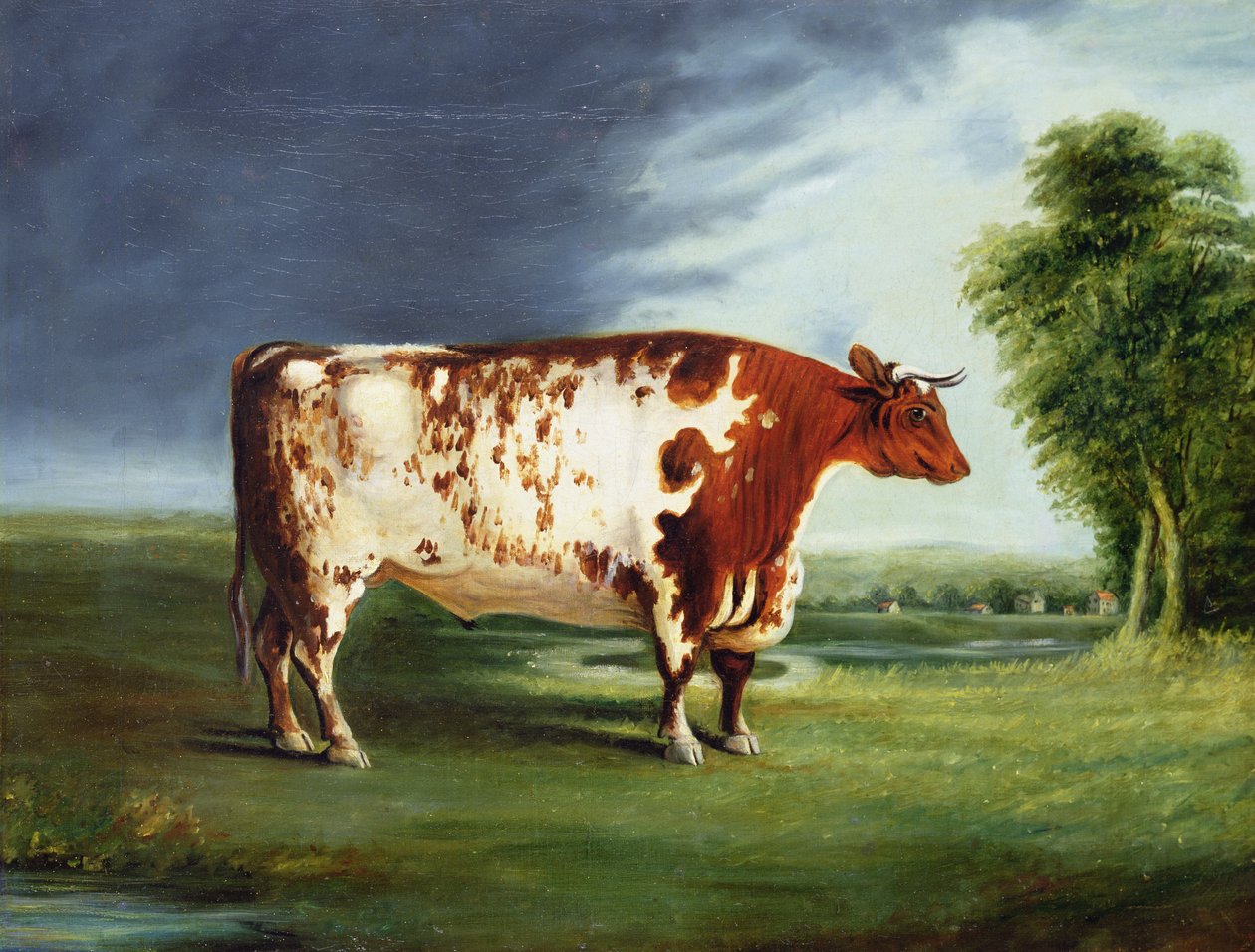 Palkintohärkä, mahdollisesti Durham Shorthorn, n. 1820 tekijältä English School