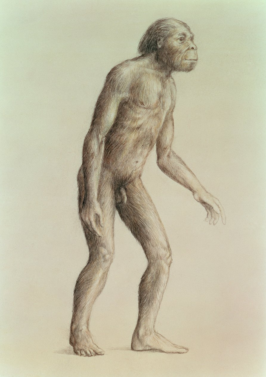 Australopithecus Africanus tekijältä English School