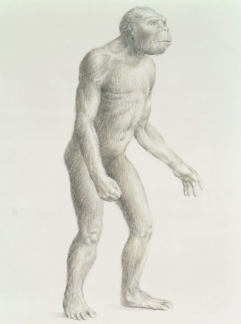 Australopithecus boisei tekijältä English School
