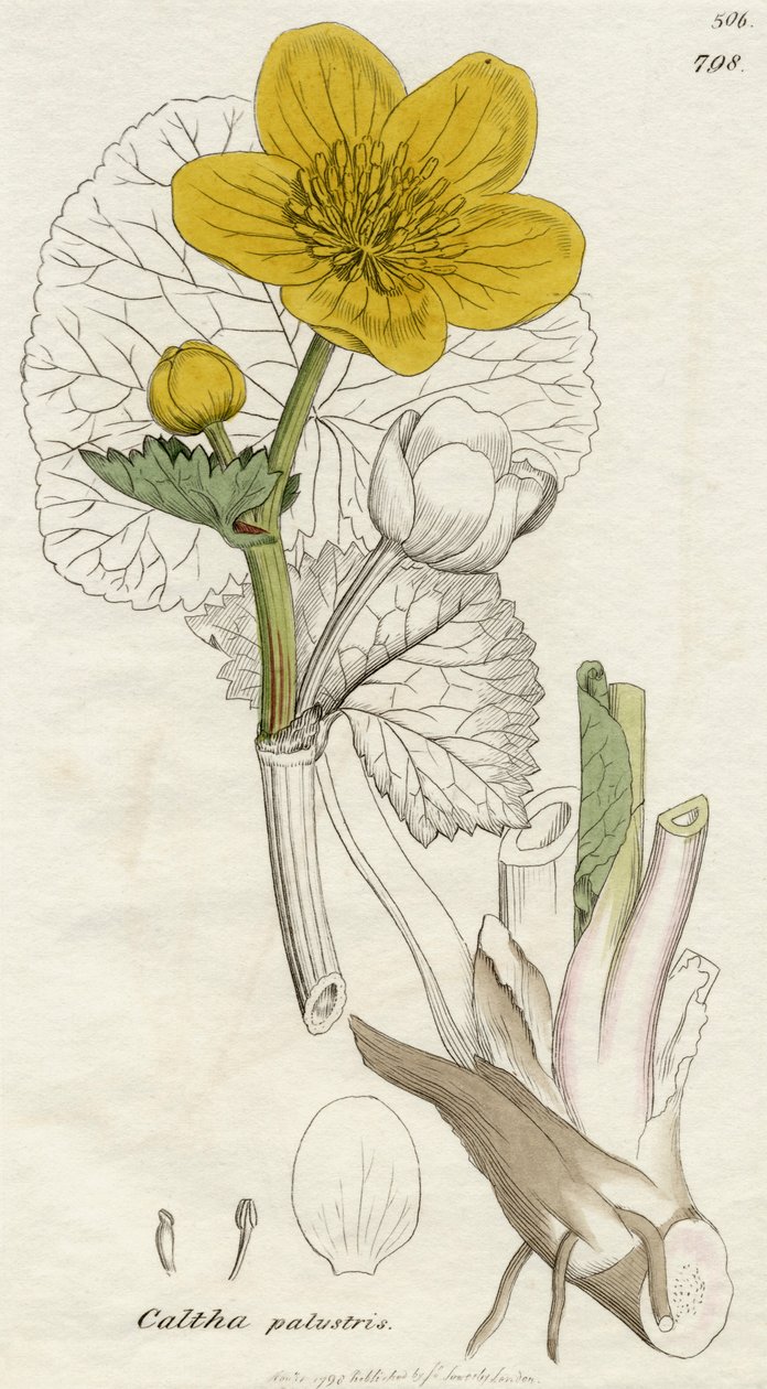 Caltha Palustris (Marsh Marigold) julkaisi Lontoossa 1798 tekijältä English School