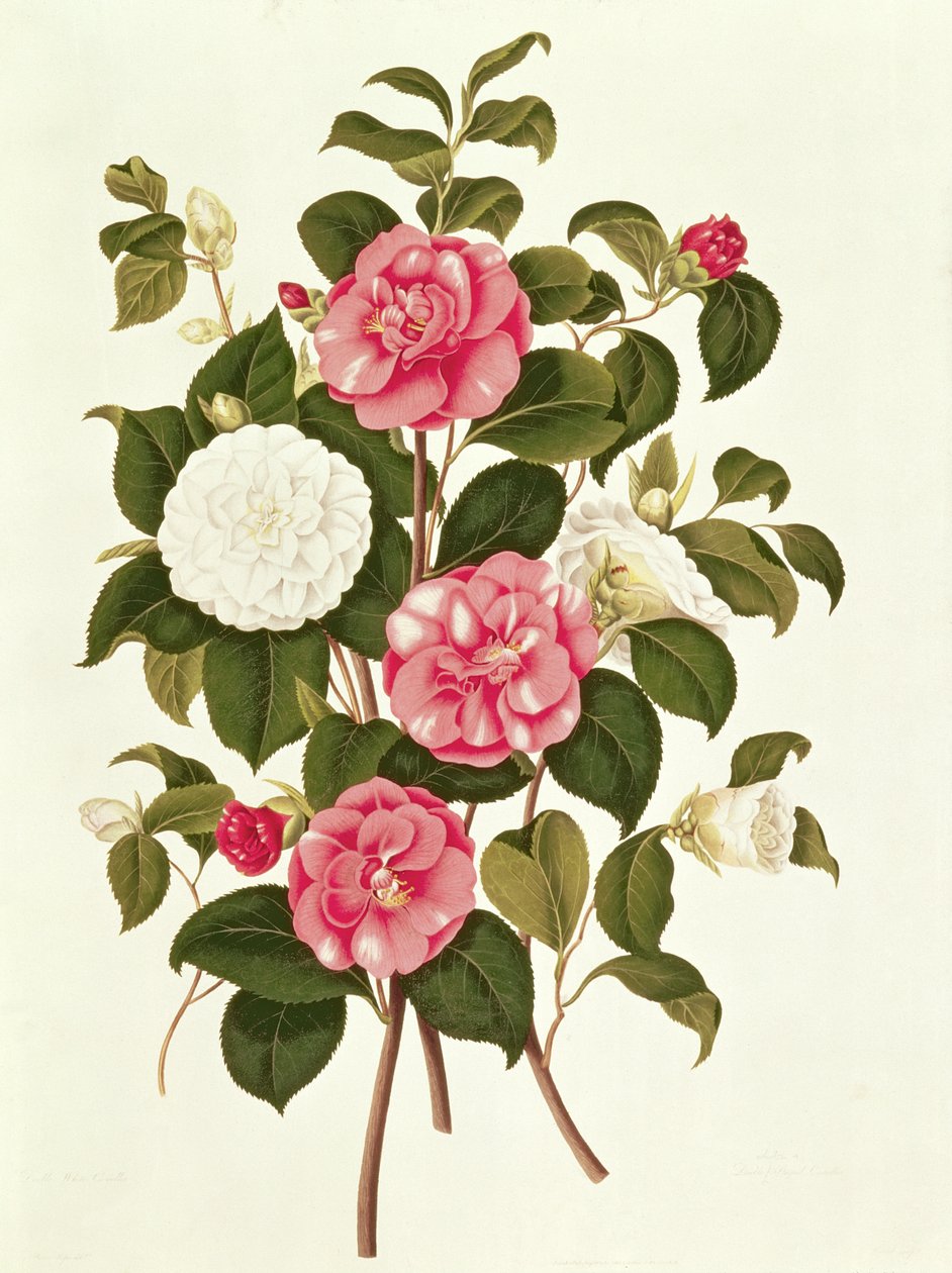 Camellia (kaksoisvalkoinen ja raidallinen) julkaisusta Monografia Camellia-suvusta (värilitografia) tekijältä English School